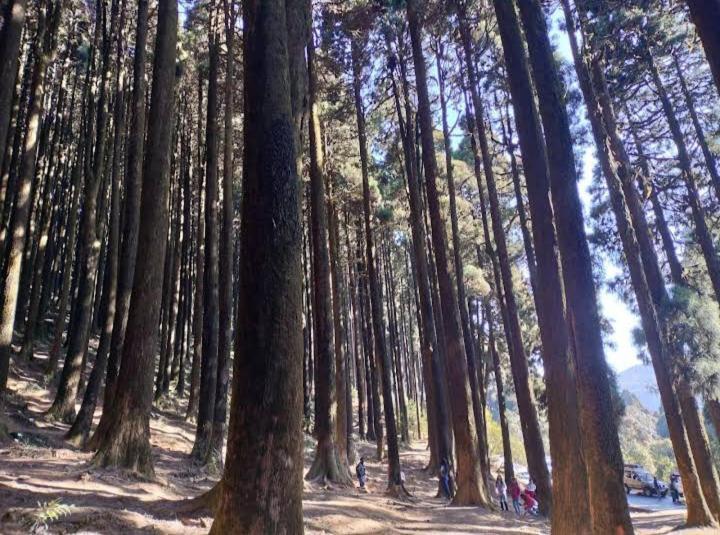 Lama Homestay Darjeeling  Dış mekan fotoğraf